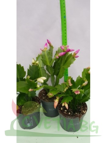 Великденче (Schlumbergera) - 3 броя